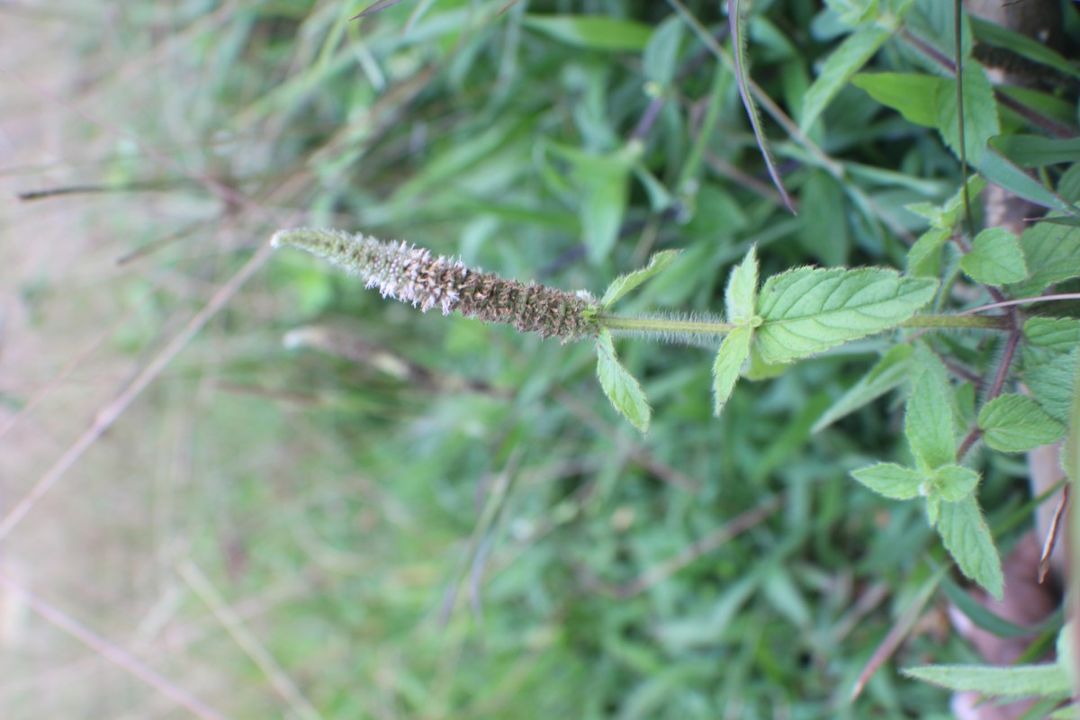 Pogostemon auricularius (L.) Hassk.